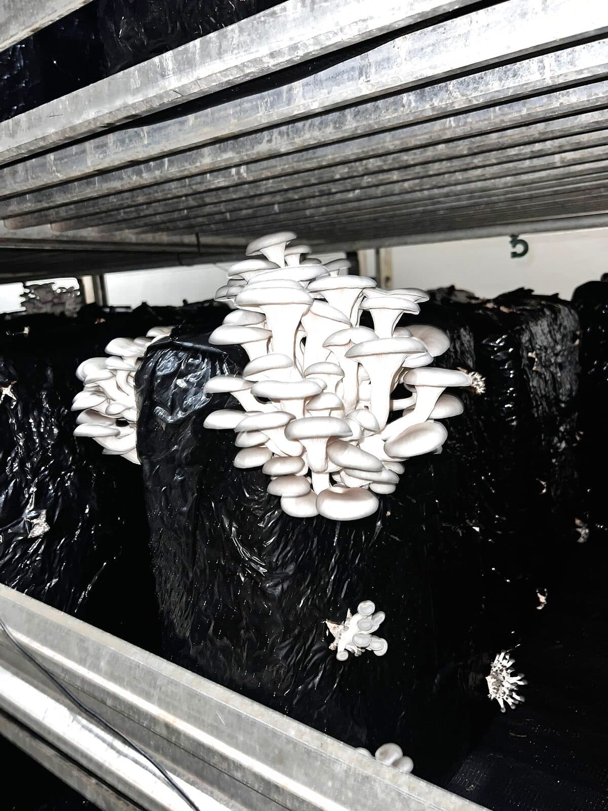 Hand-harvested at peak maturity to protect texture and shelf life.