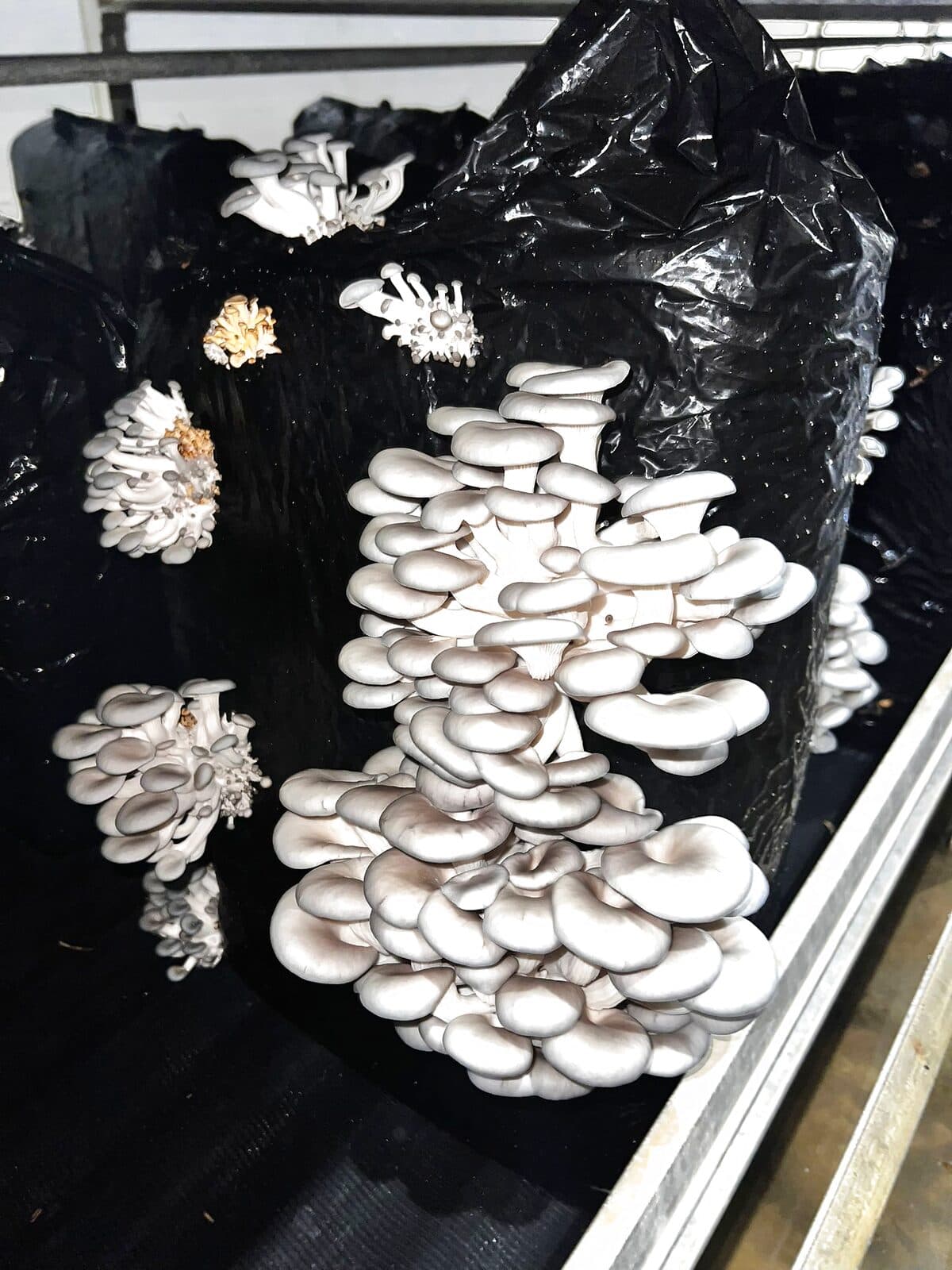 Cluster of fresh oyster mushrooms growing on substrate