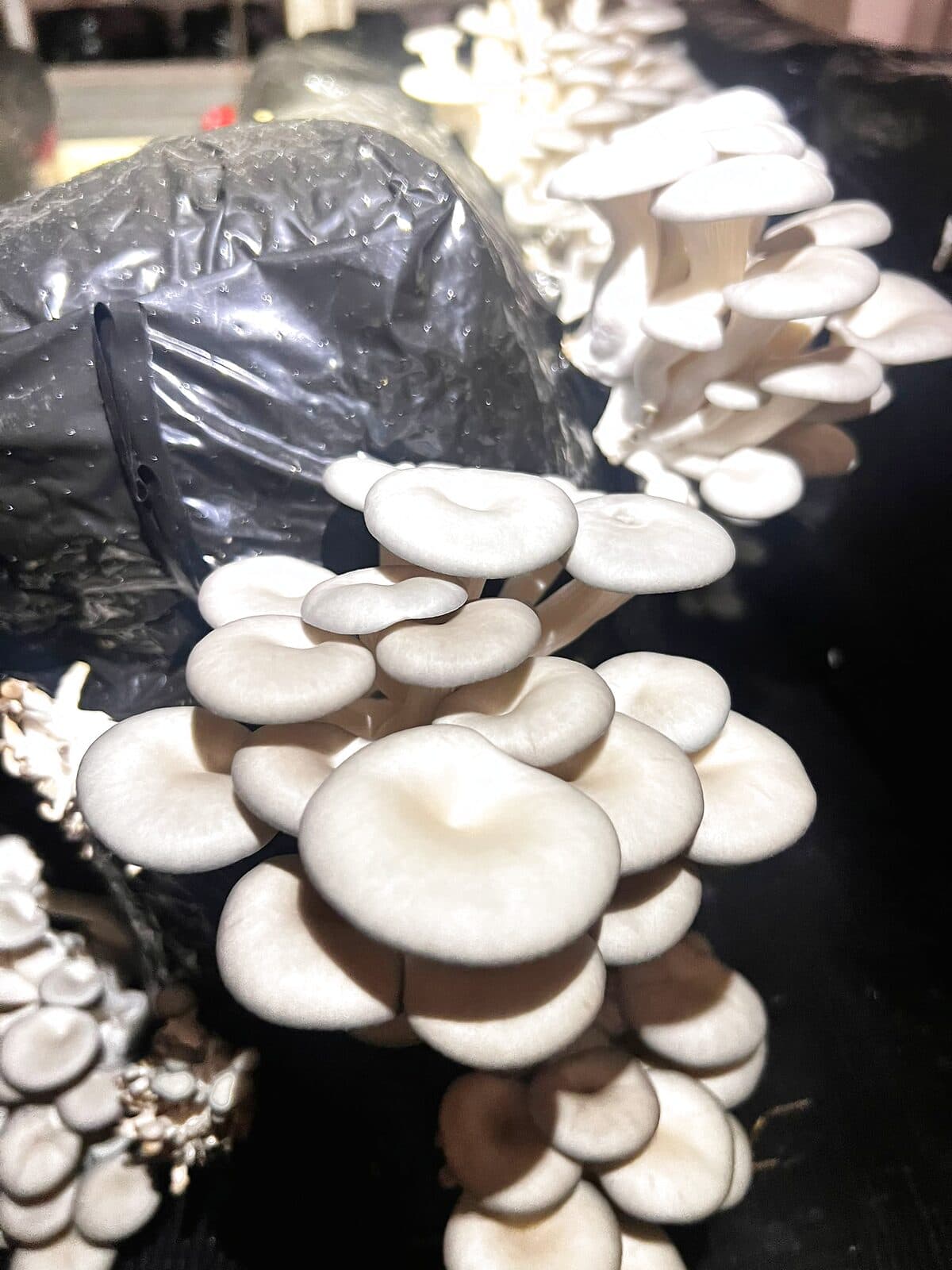 Freshly grown grey oyster mushrooms
